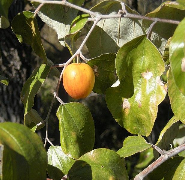 Les Vertus Médicinales du Ziziphus Mauritiana : Un Trésor de la Nature