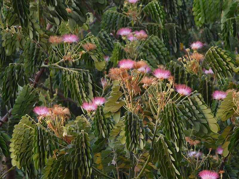 Les Bienfaits de la Plante Médicinale Samanea Saman