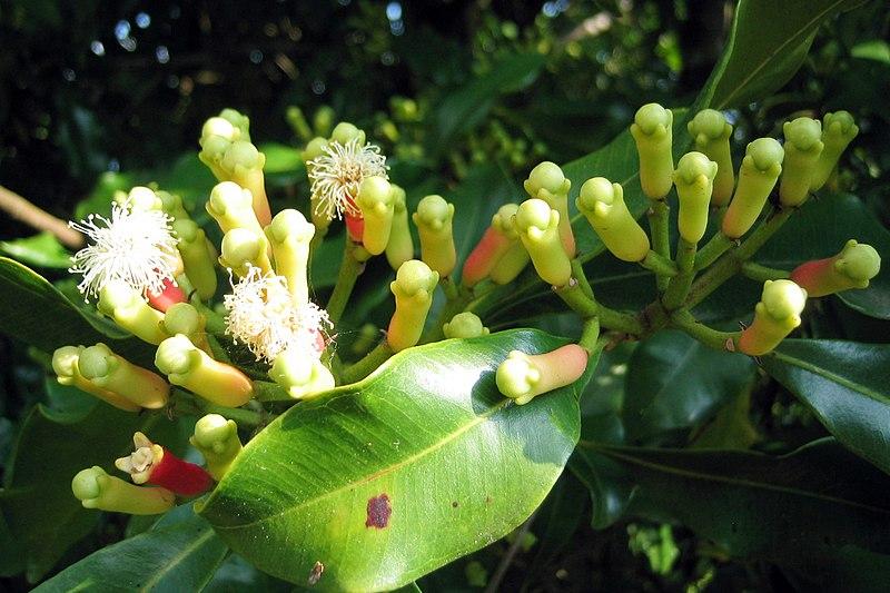 Les Propriétés Curatives du Syzygium Aromaticum : Une Plante Médecinale au Service de Votre Santé