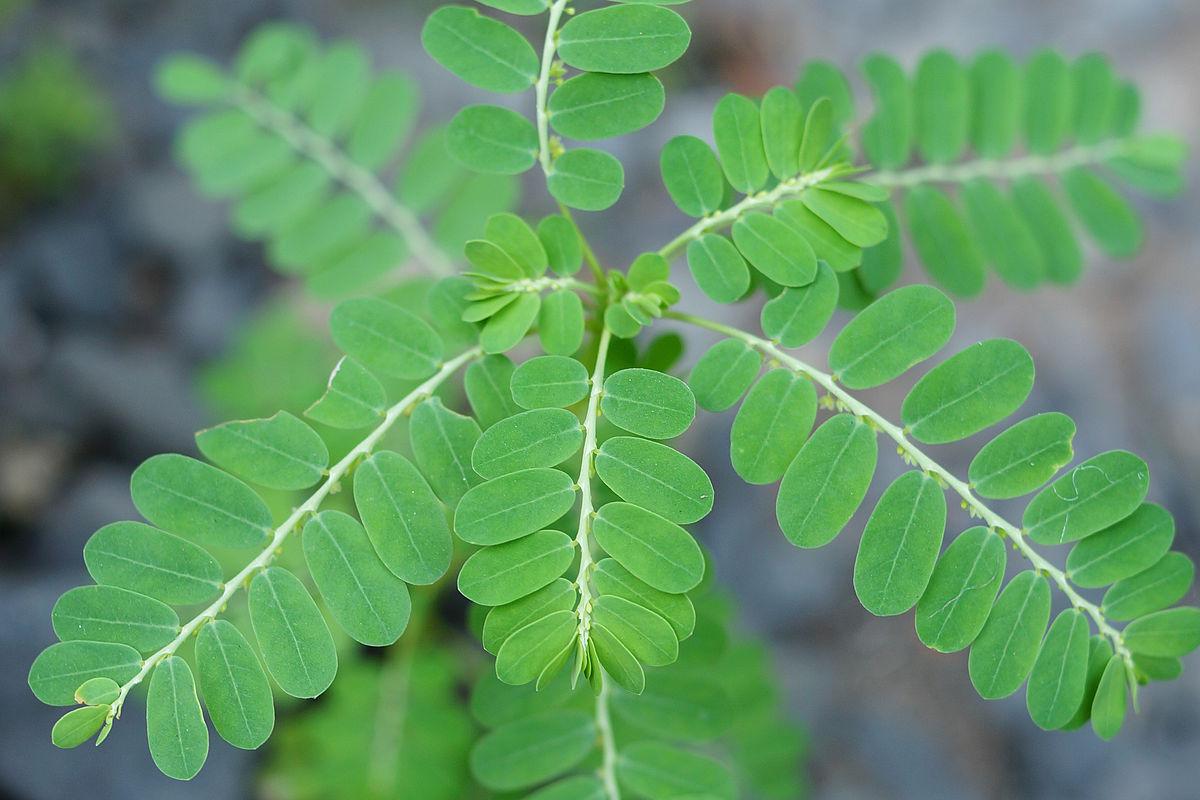 Les Propriétés Curatives de Phyllanthus Urinaria