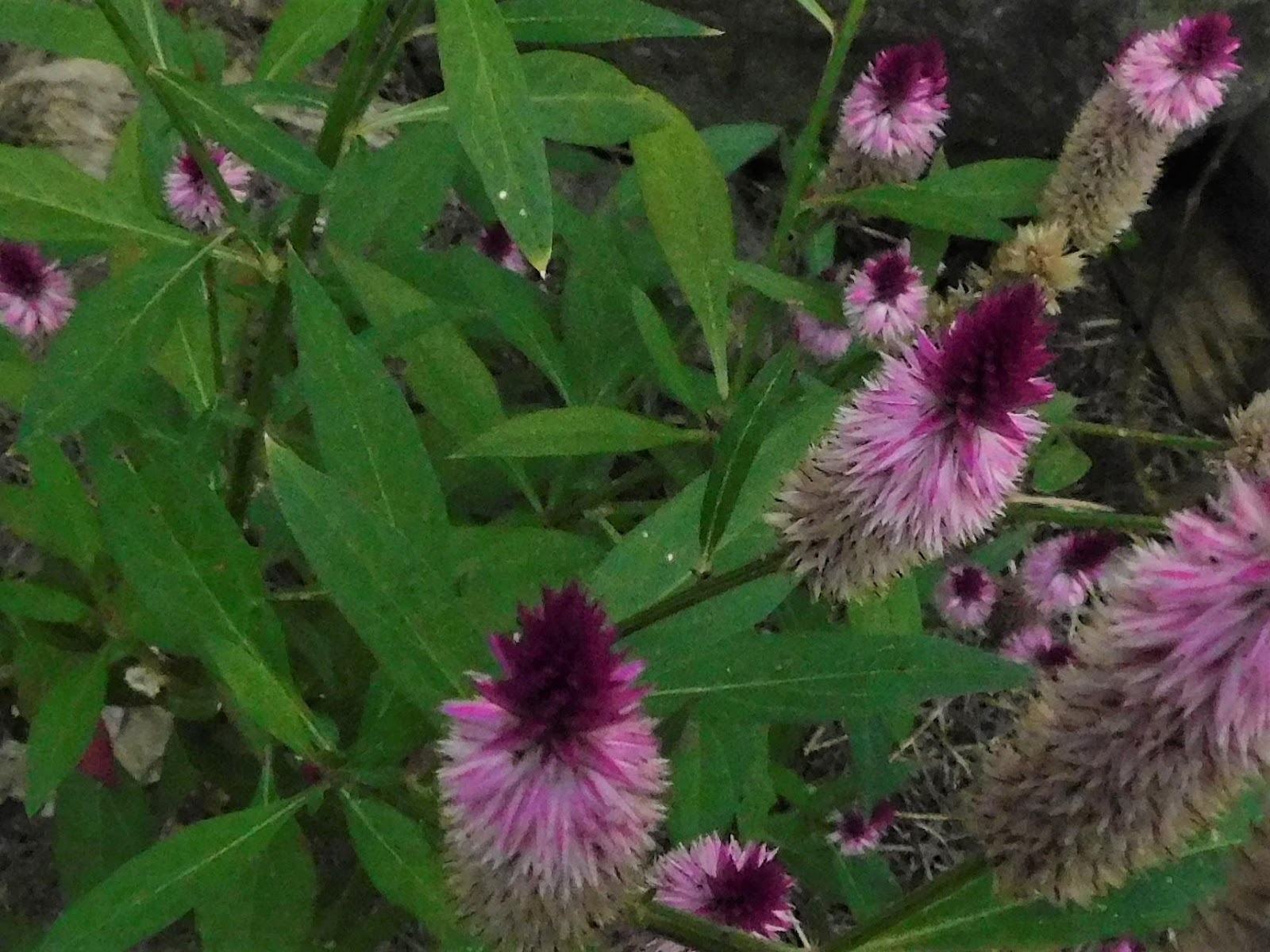 Les vertus curatives de la Celosia Argentea : Un trésor de la nature