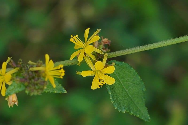 Les vertus médicinales de la Triumfetta Rhomboidea : un trésor naturel