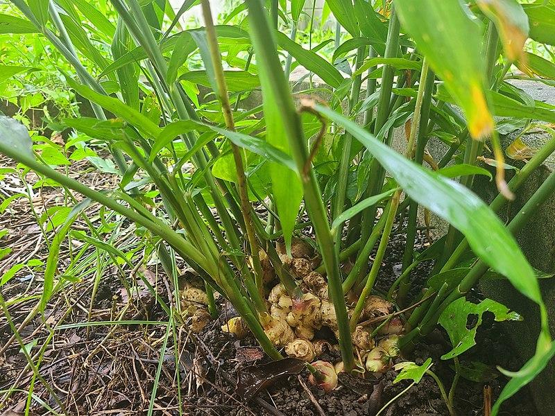 Zingiber Officinale : Une Plante aux Multiples Vertus Médicinales