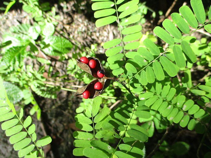 Les Pouvoirs Curatifs de l'Abrus Precatorius : Un Remède Alcoolique Révolutionnaire