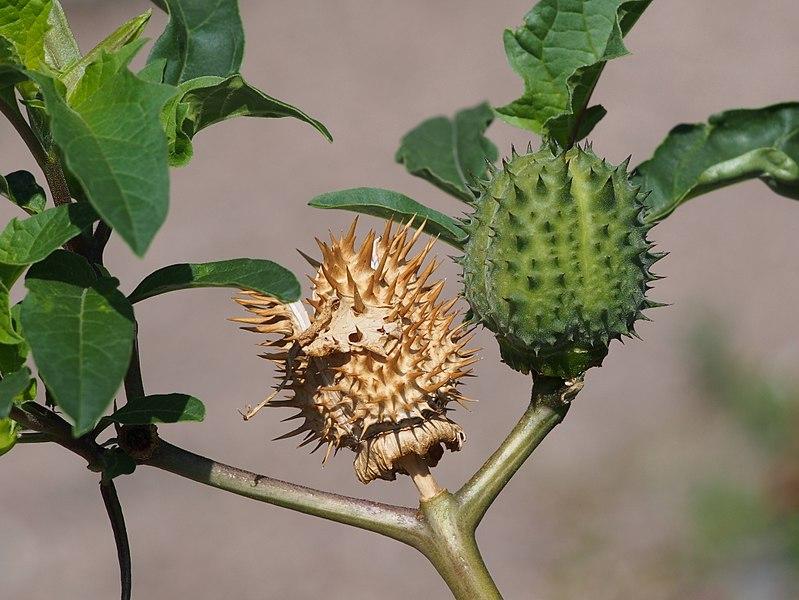 Datura Stramonium : Une plante médicinale aux bienfaits multiples