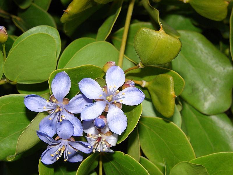 Les Propriétés Curatives de Guaiacum Officinale : Une Plante Médecinale aux Multiples Vertus