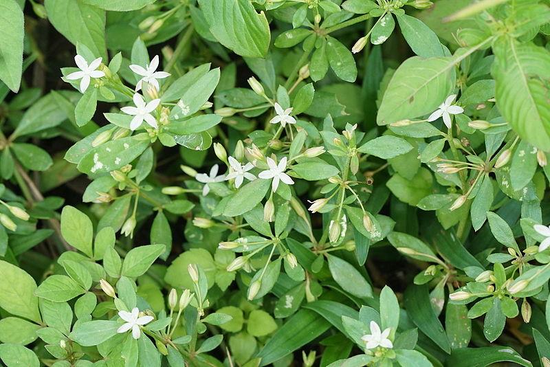 Découverte de la Hedyotis Corymbosa : Propriétés curatives et applications en extrait alcoolique