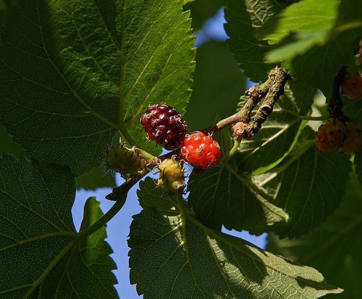 Les Propriétés Curatives de la Plante Médicinale Morus Nigra