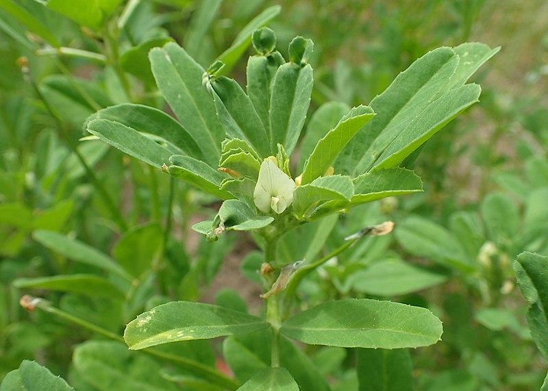 Les propriétés curatives de la Trigonella Foenum Graecum : Une plante médicinale polyvalente
