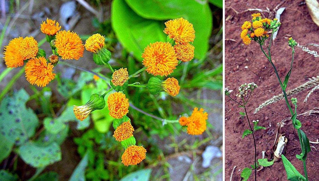 Les Propriétés Curatives d'Emilia Coccinea : Un Trésor de la Nature
