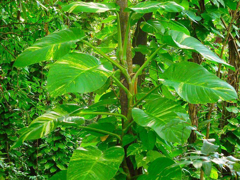 Les propriétés curatives de l'EPIPREMNUM AUREUM : une plante médicinale aux multiples applications