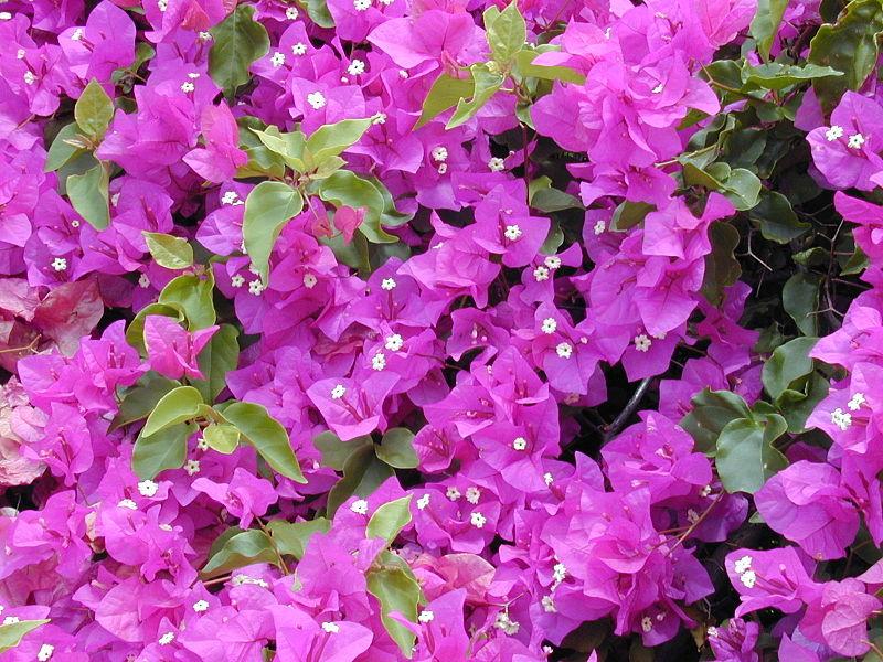 Les Propriétés Curatives de la Bougainvillea Spectabilis : Un Remède Naturel à Découvrir