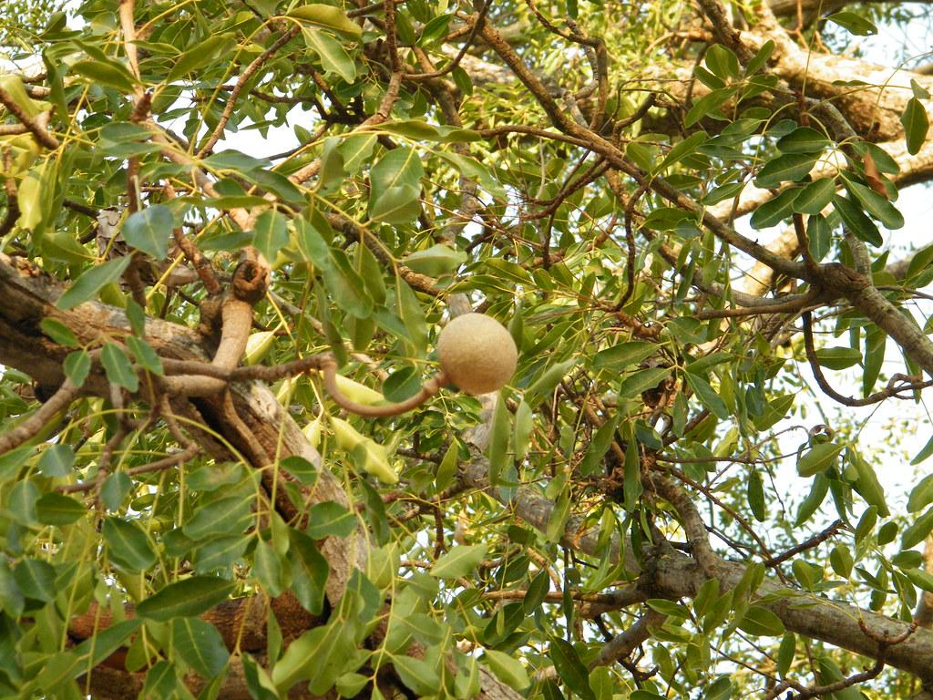 Les vertus de Khaya senegalensis : Une plante médicinale au potentiel antidiabétique et antioxydant