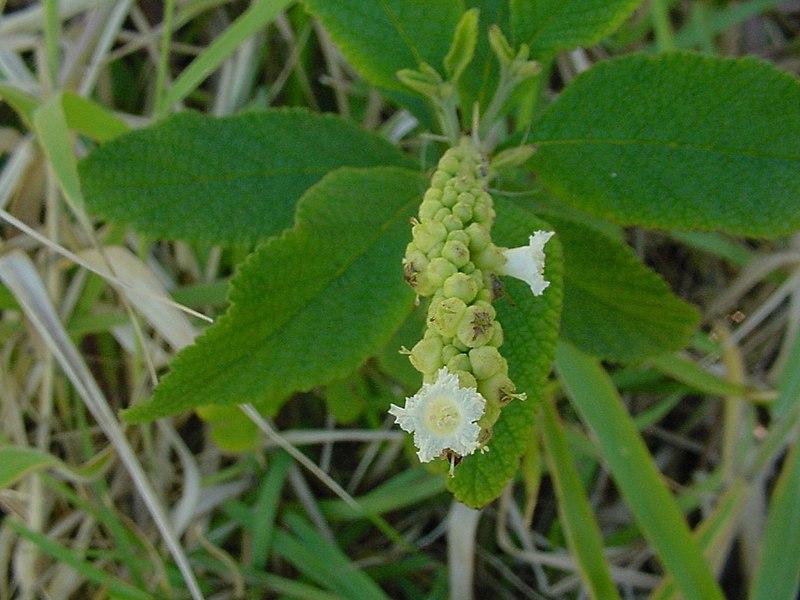 Découvrez les Bienfaits de la Cordia Verbenacea en Extraction Alcoolique