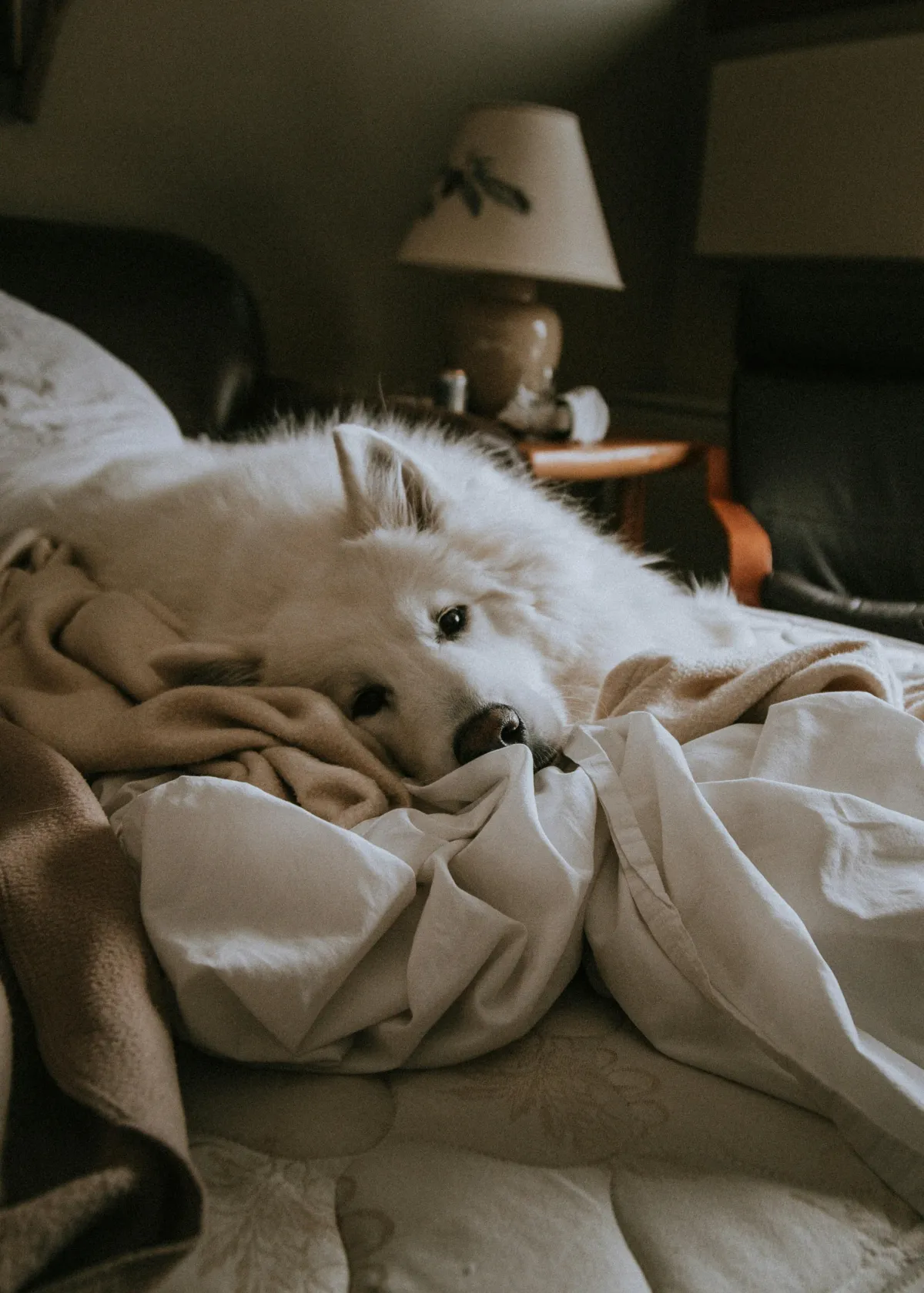 How to Create a Pet-Friendly STR That Guests Love
