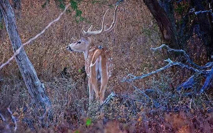 An axis deer in molokai woods