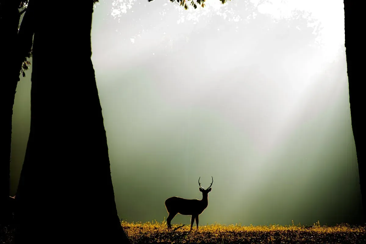 a deer on molokai
