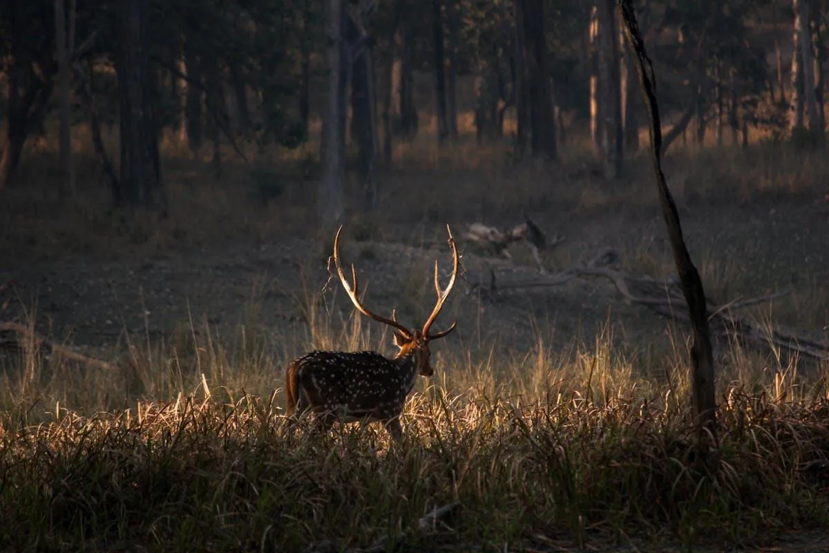 an axis deer on molokai