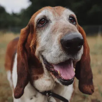 HowToBeHappier.blog/The-Power-of-Peaches