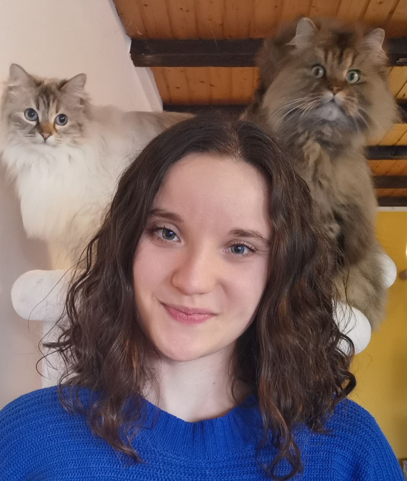 Enrichment für Katzen