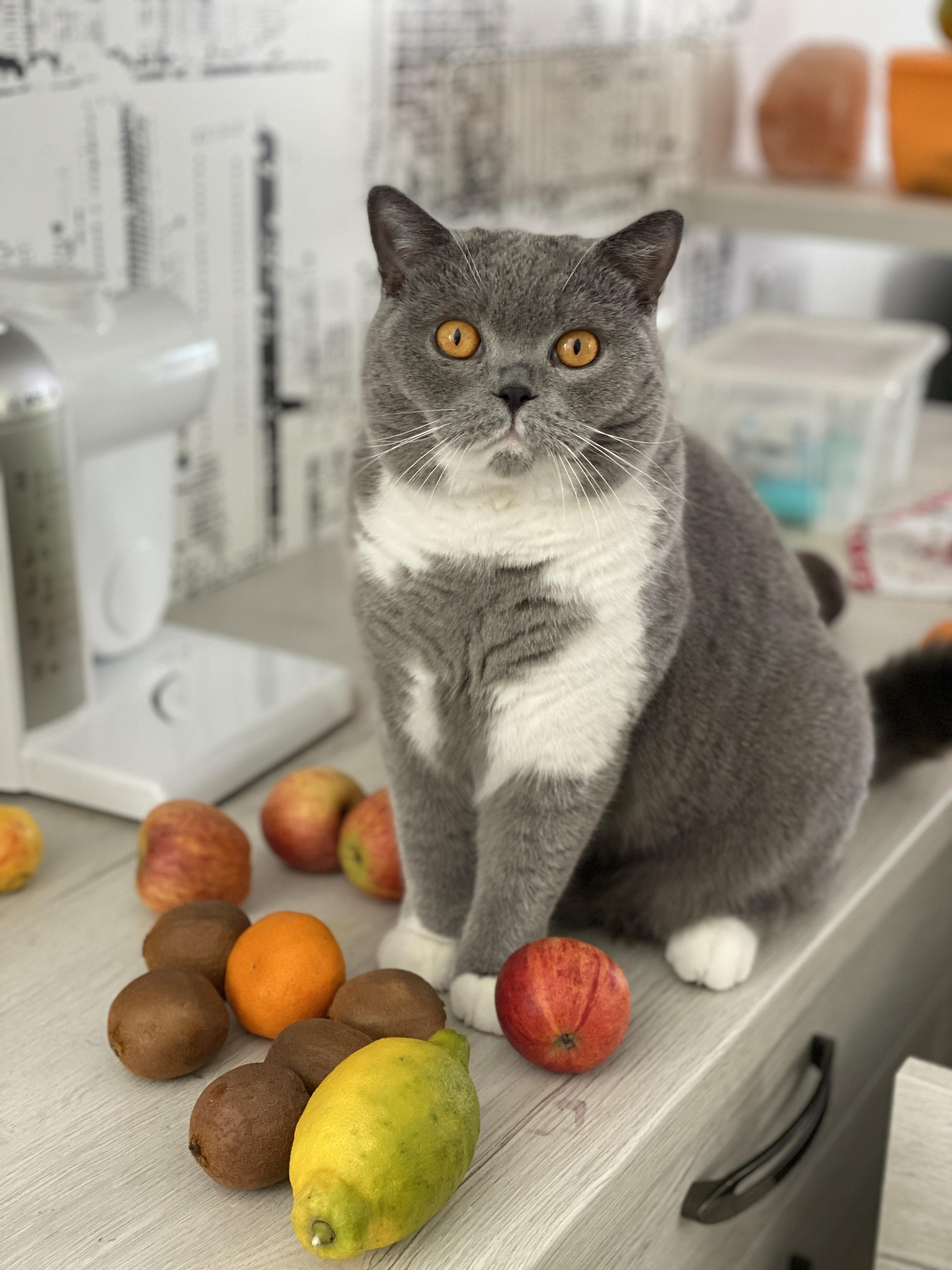 Kalorienbedarf bei Katzen