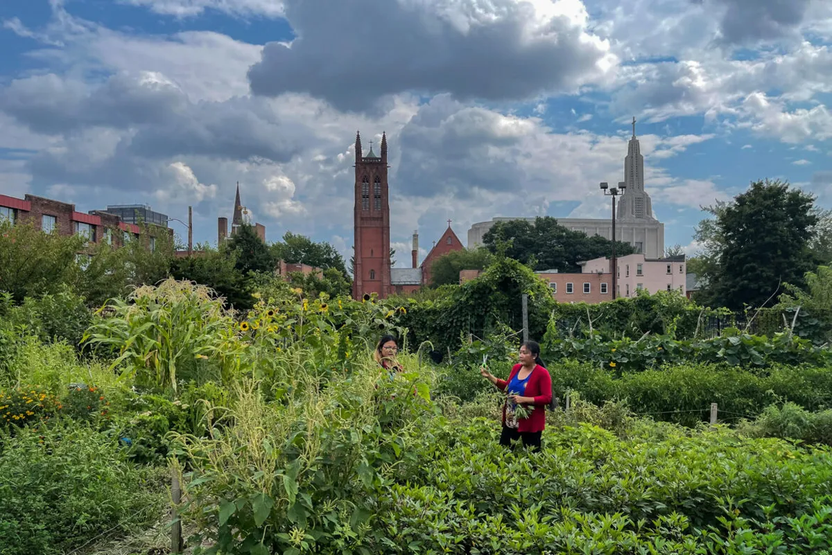 Fresh Vibes & Good Roots: Digging Into Knox Inc.’s Urban Farms & Community Gardens in Hartford