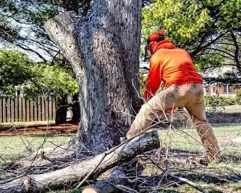 ISA Arborist Consultation Steps in Mountlake Terrace