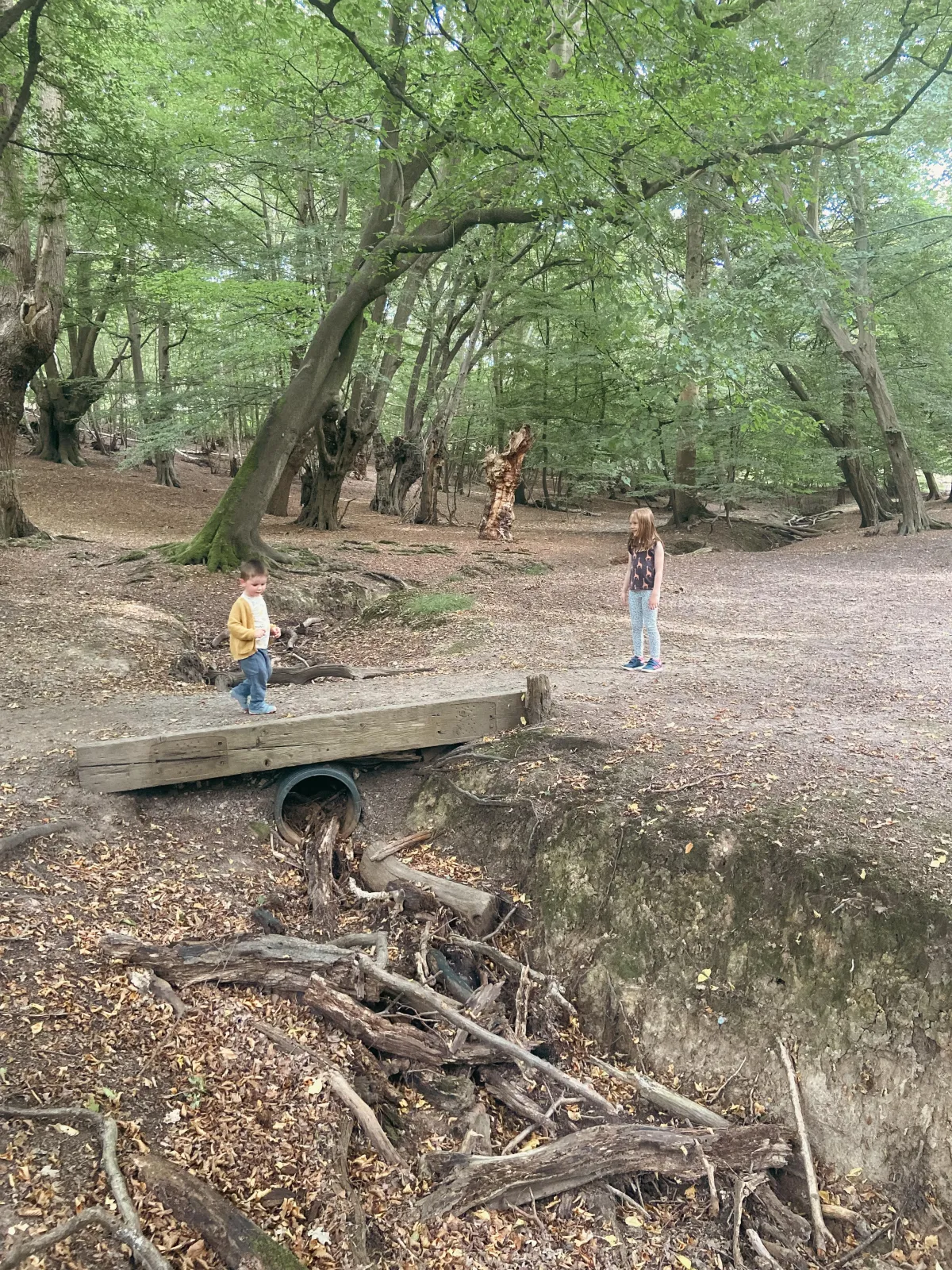 kids playing in the forest
