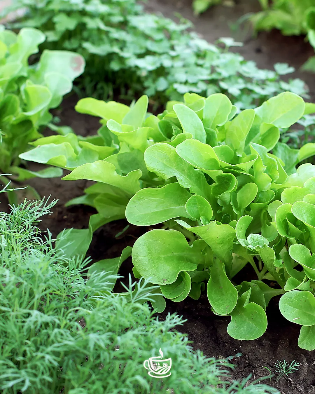 Greenhouse Joys and Fails from This Month Past