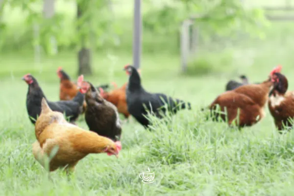 Chickens in a Grassy Field