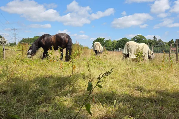 Saving Horse & Land by Working with Nature