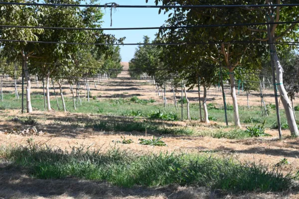From Dust to Trust: Learning from California’s Regenerative Mavericks