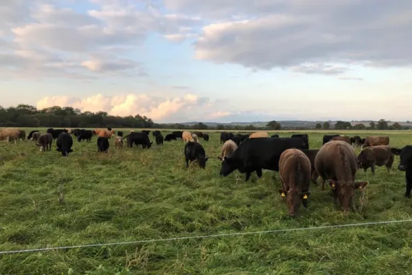Image of cattle grazing at Sam Pearman's