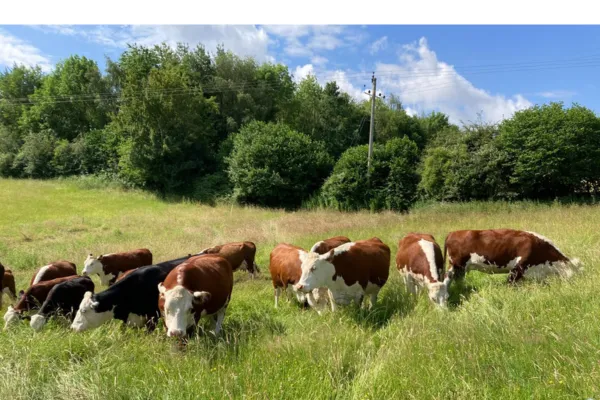 Holistic Land Matching