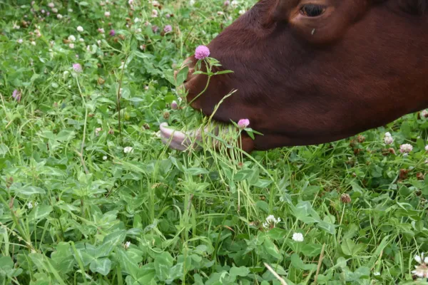 Why Grasses NEED to be grazed!