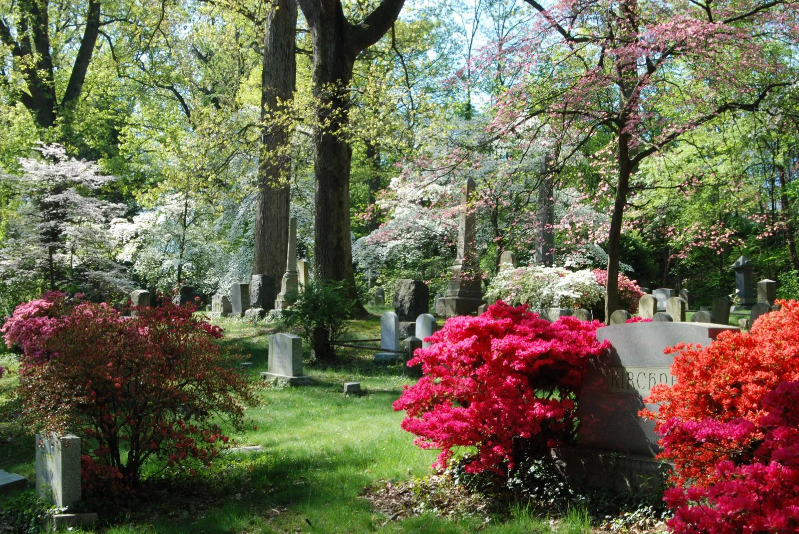 Ivy Hill Cemetery: A Peaceful Walk Through Alexandria's History