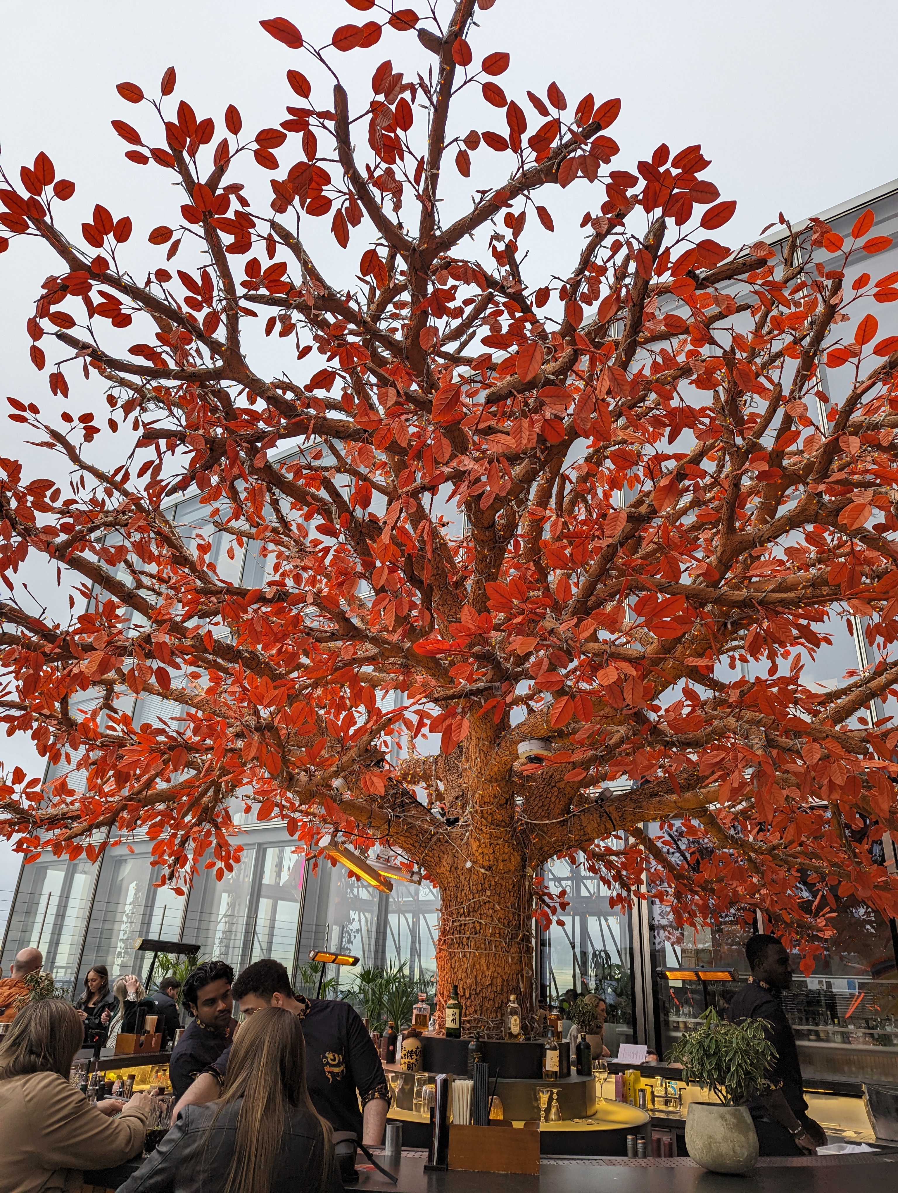 Tree with changing leaves