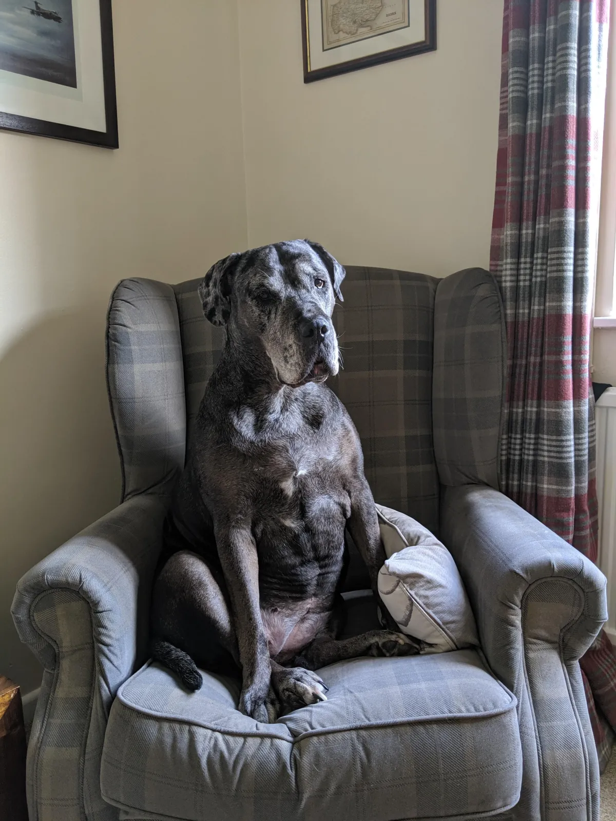 Mia sat on a grey chair, looking a little confused!