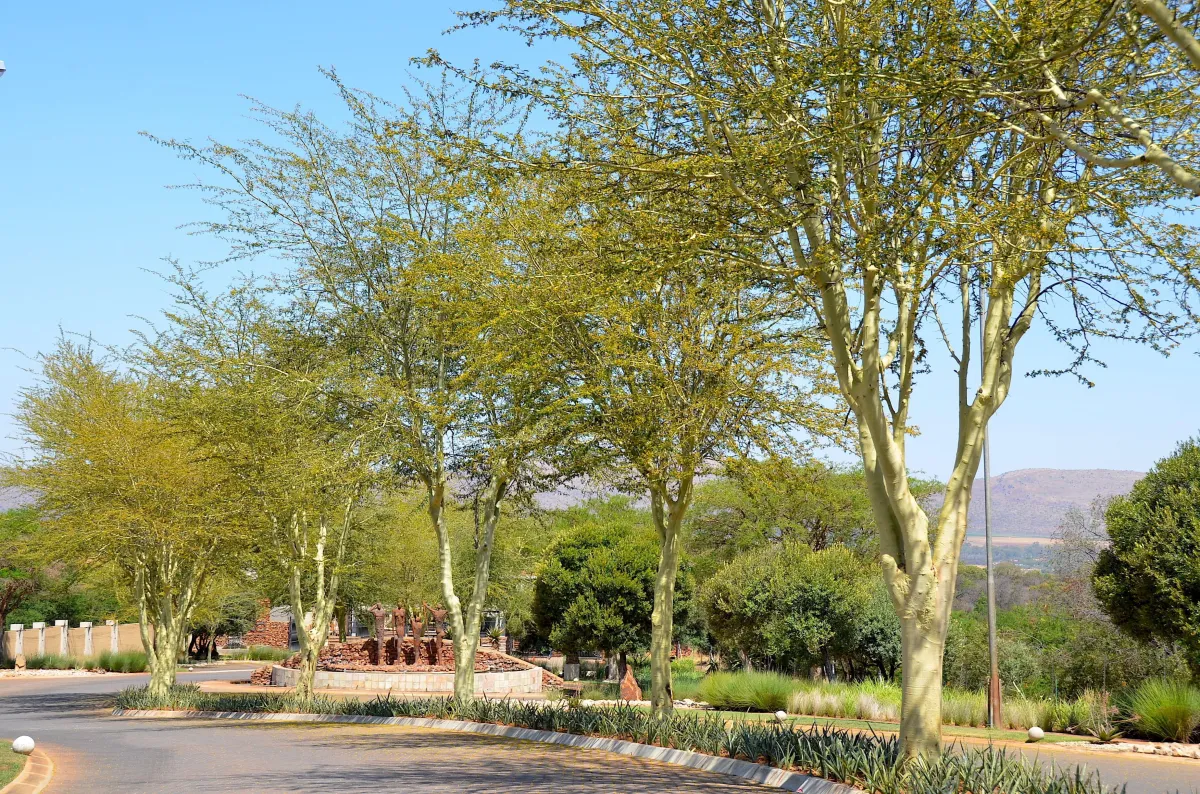 Vachellia xanthophloea