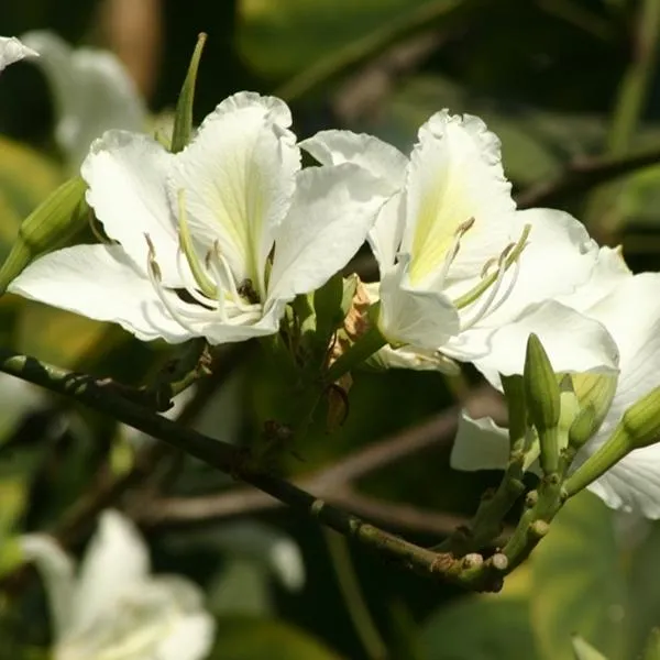 Bauhinia variegata