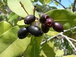 Water pear