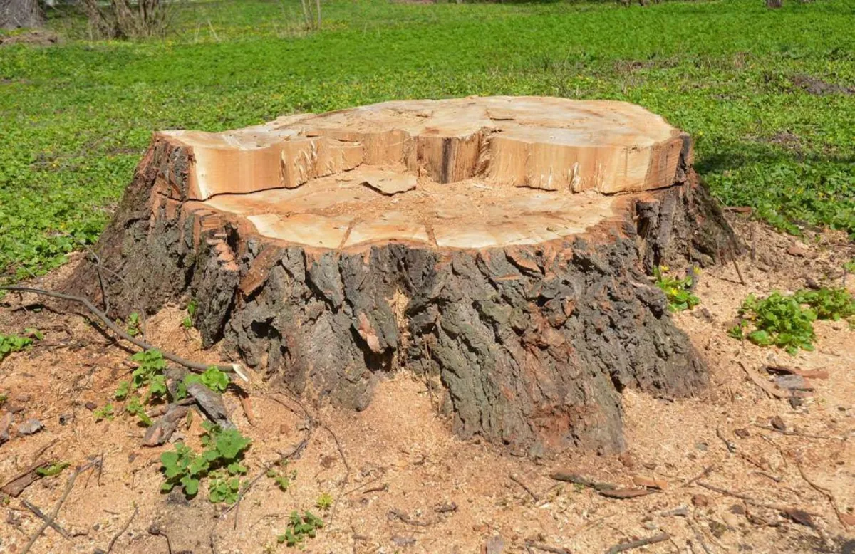 Why you should hire a tree service to grind your stump.