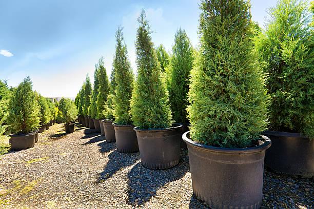 Arborvitae Trees: How To Care For Them 