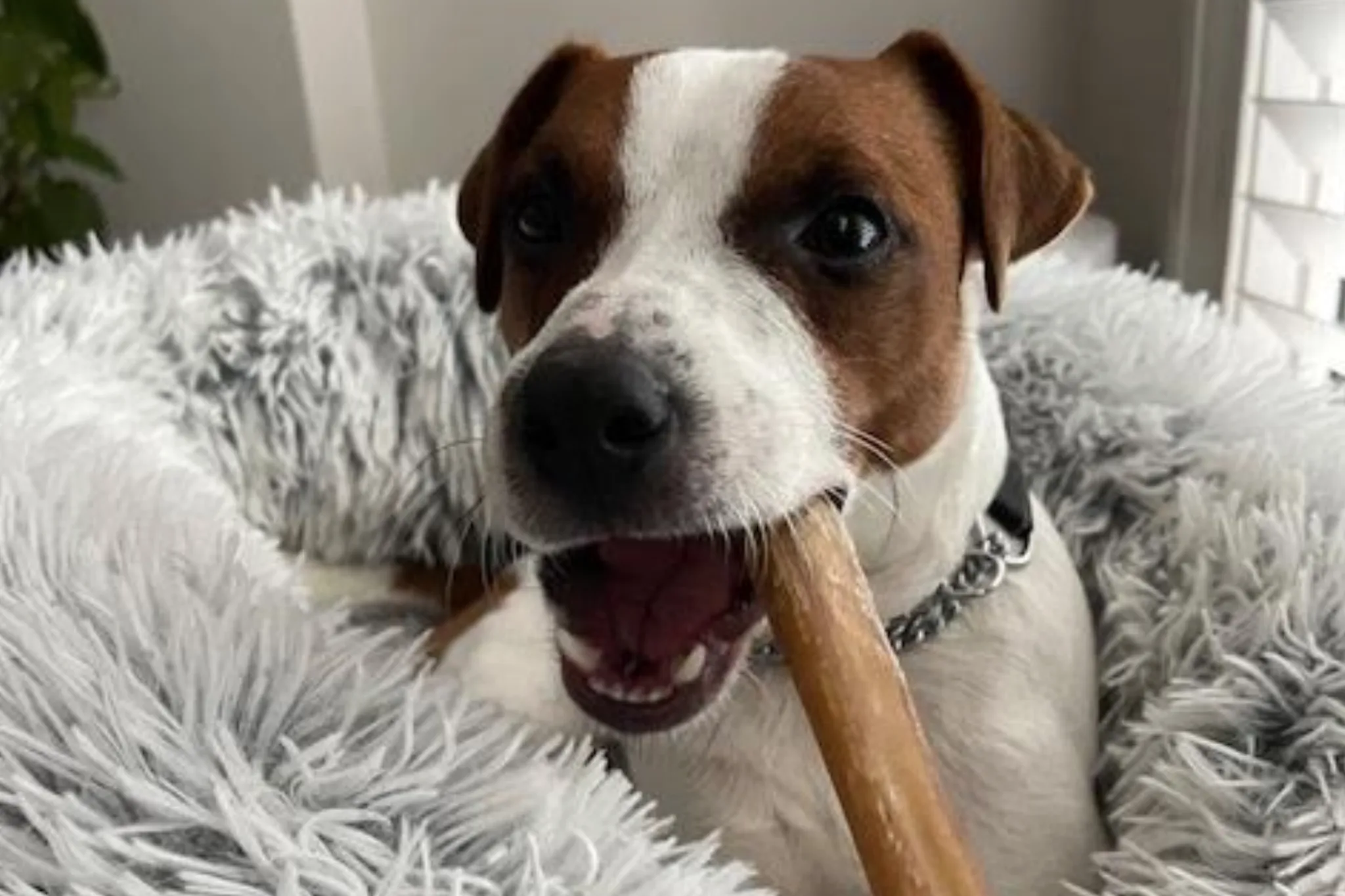 Discover the Spirit of the Breed with British Grit Jack Russell Terriers Jack Russell Terrier Puppies for Sale
