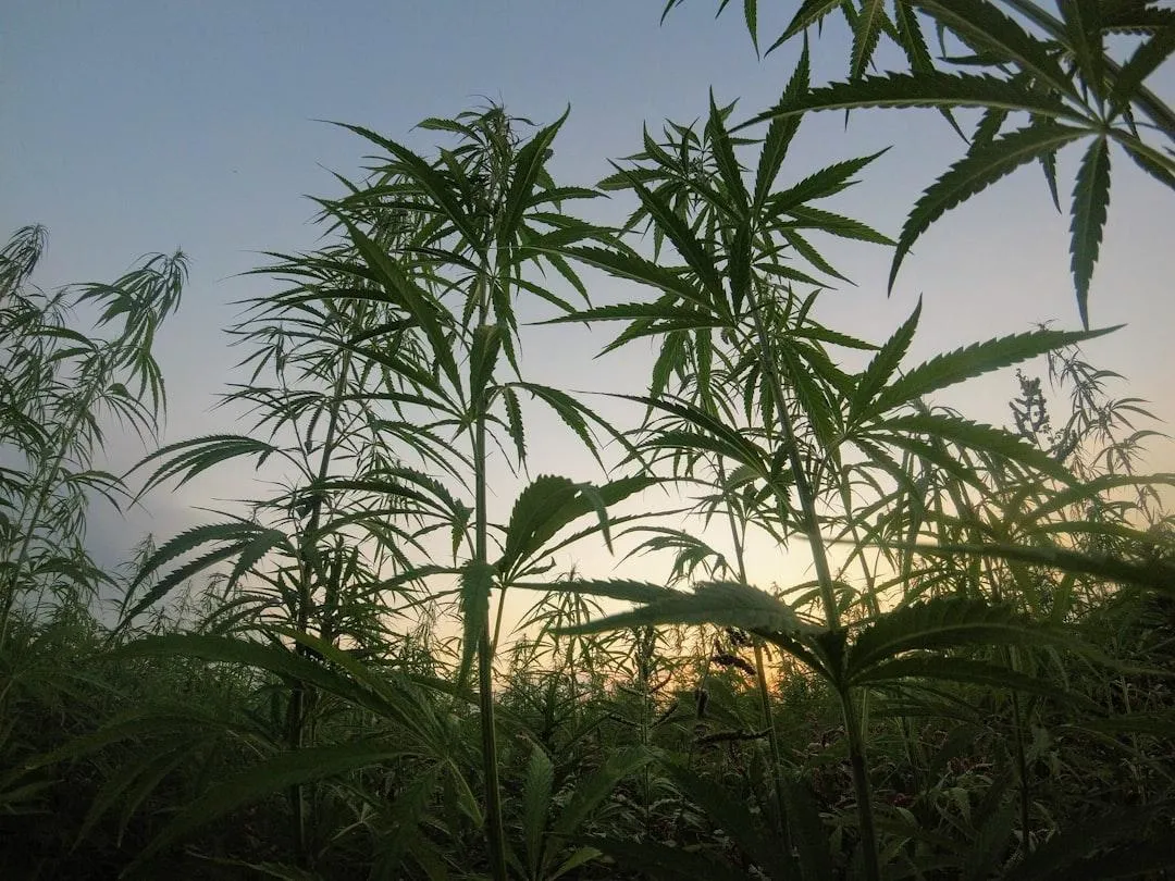 Your Harvest is at Stake: How a Tiny Bottle of Nature's Weapon Saved My Crop