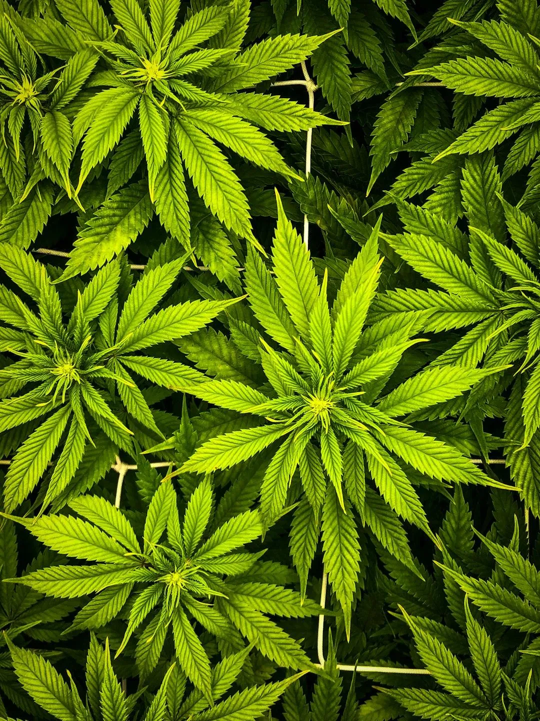 Growers Choice Plant Guard Naturally Stops Powdery Mildew