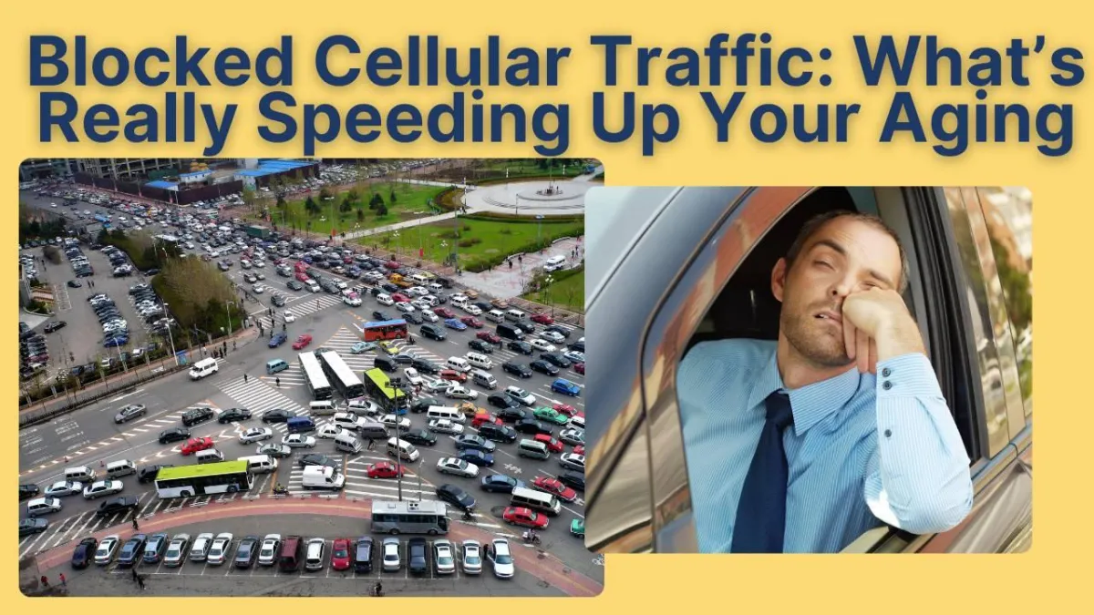 Blocked Cellular Highways: What Happens When Your Body Can’t Clear Out Protein Waste