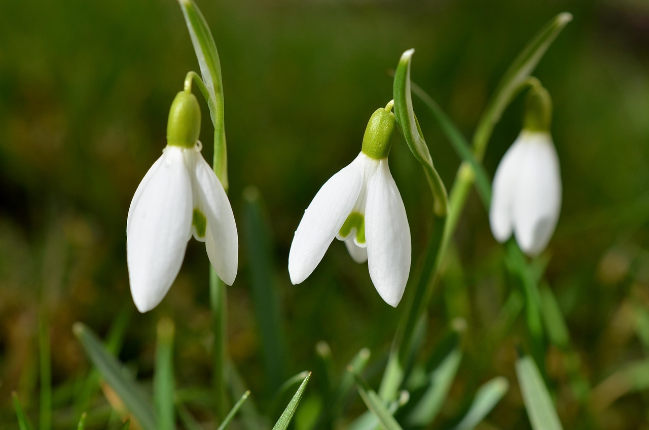 Snowdrop Flowers