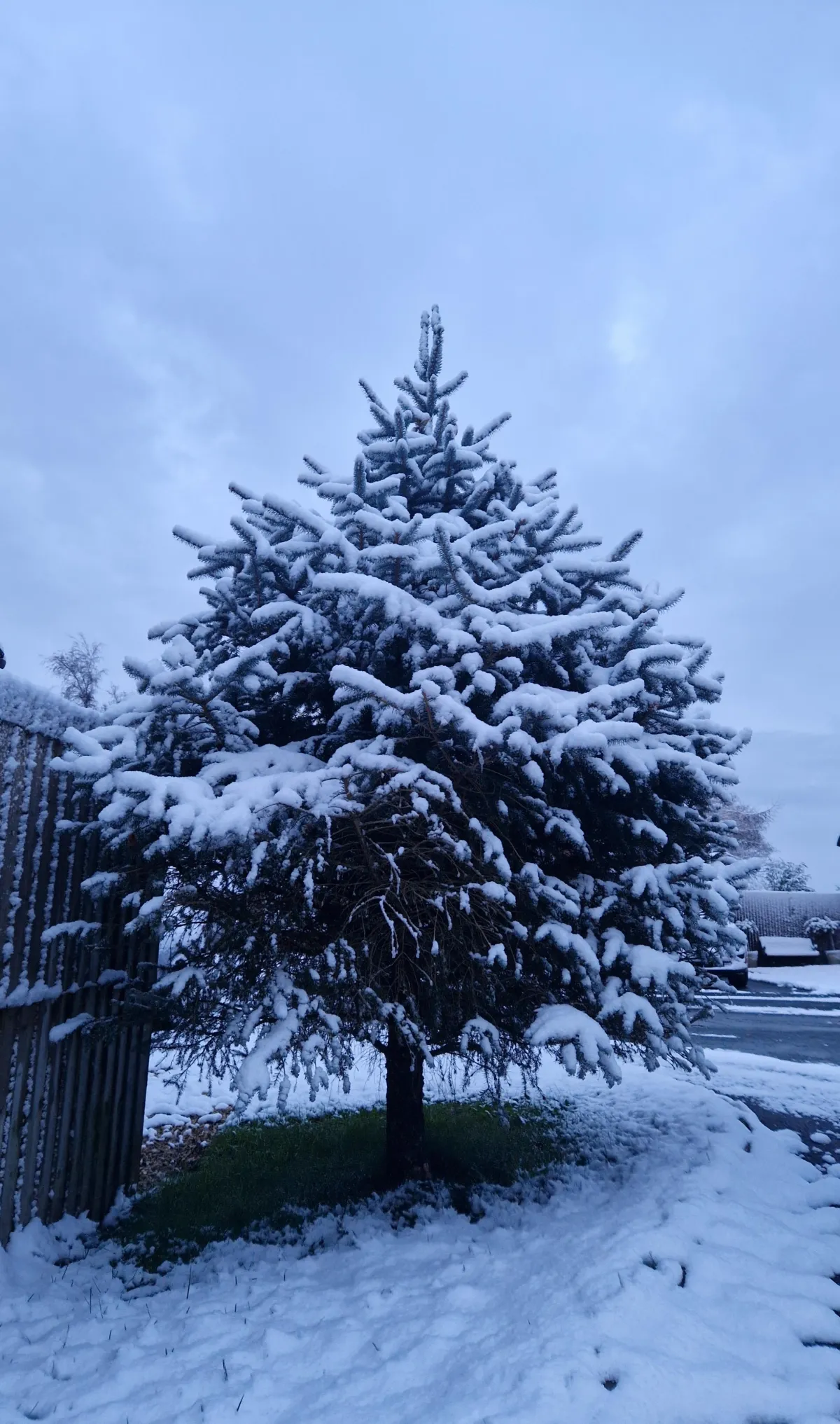 A Christmas Tree with snow