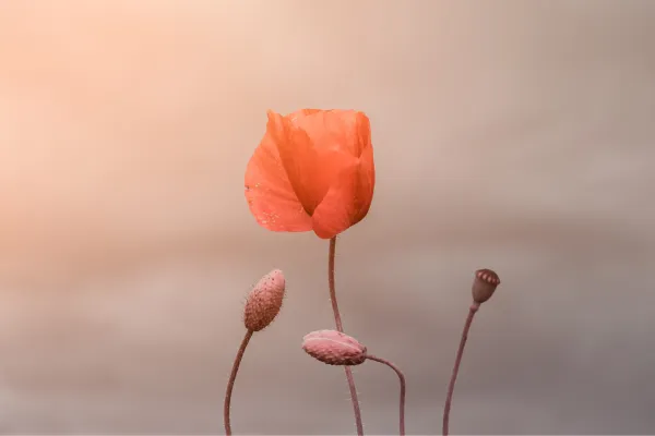 Poppy